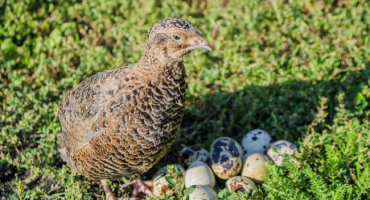 Snížení produkce vajec u křepelek a kontrolní opatření